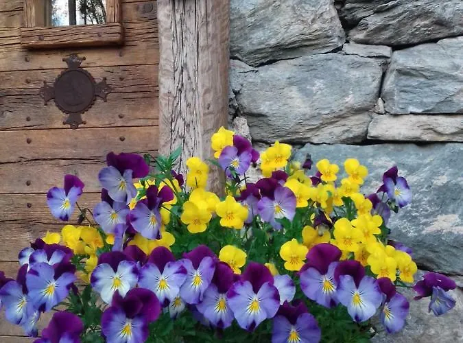 Clemaison Antica Dimora Cir Vda 0013 *